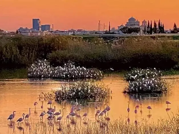 Stefaris 'sioukris Court' * Larnaca